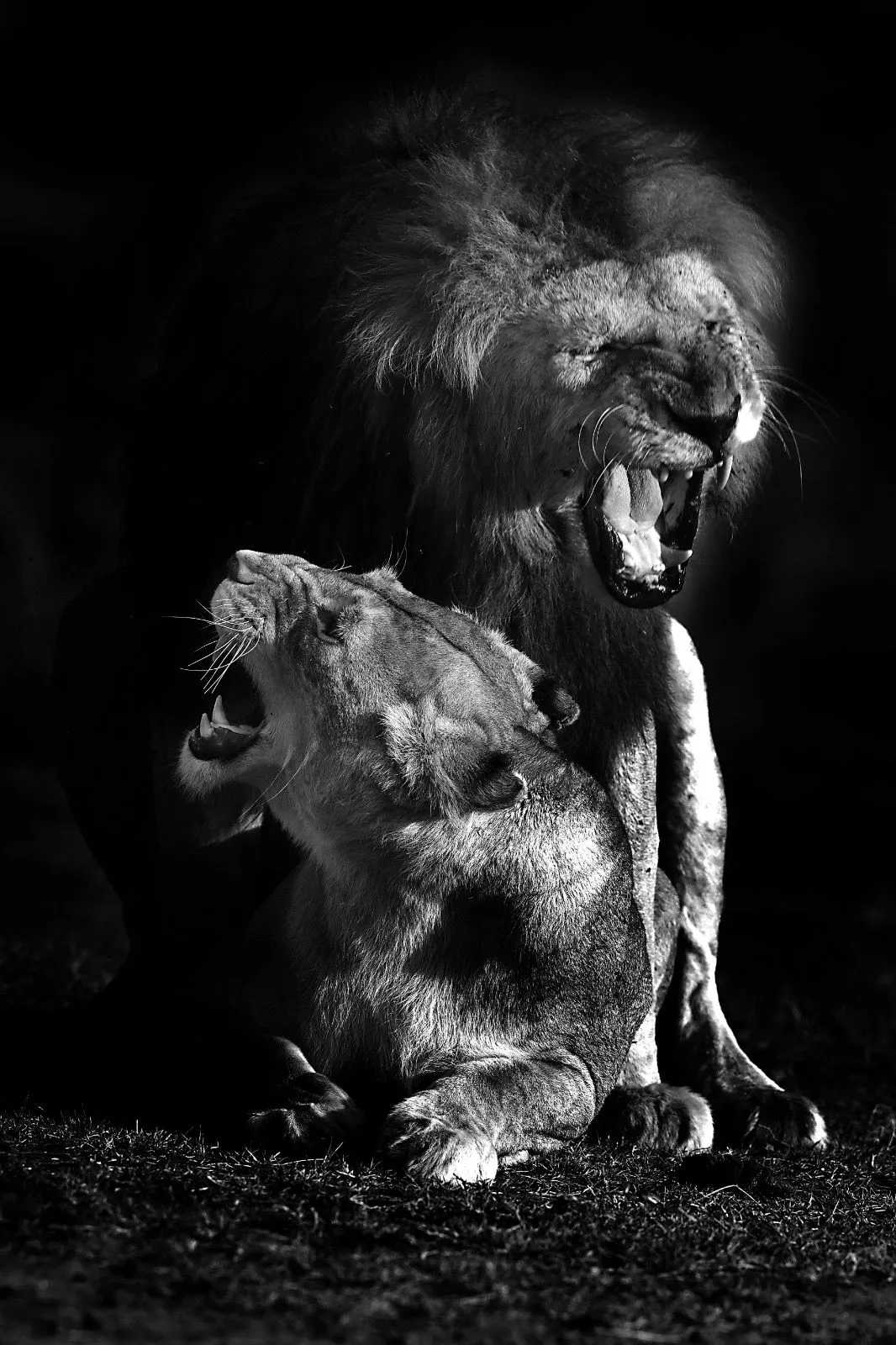 Lions in black and white