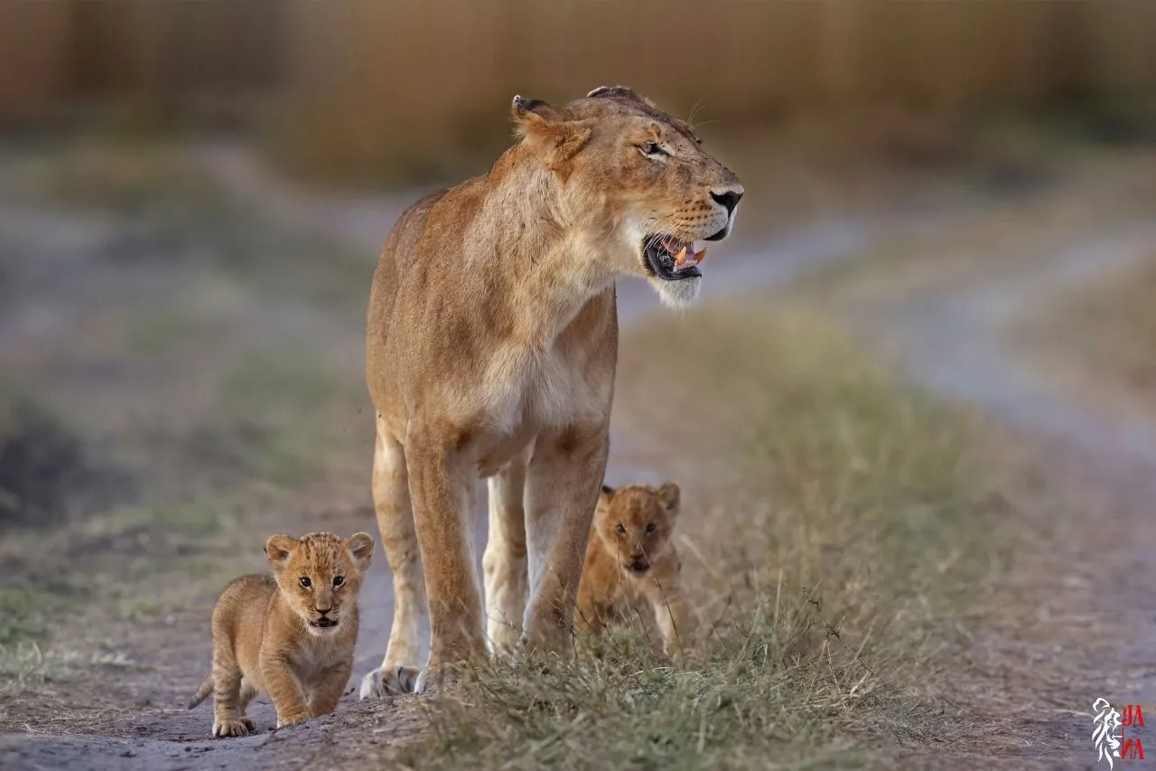 Lioness with two cubs