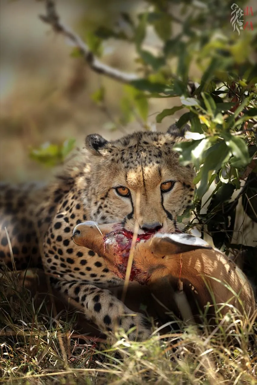 Cheetah feeding at dusk
