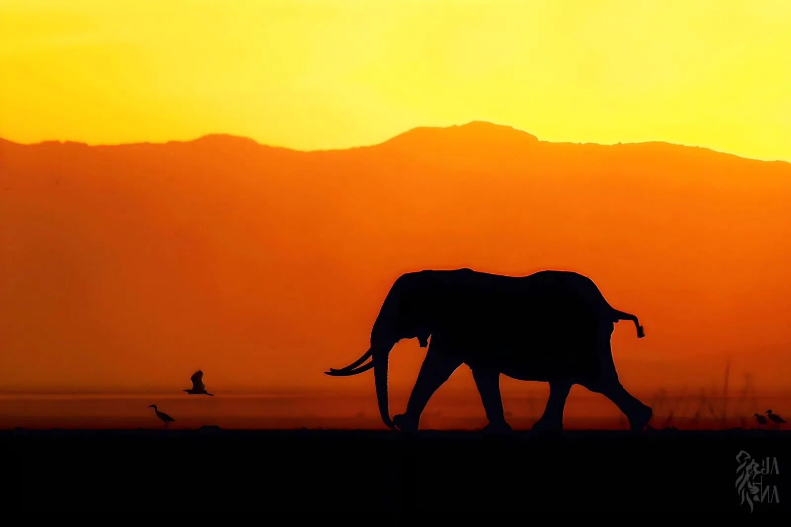 Elephant silhouette at sunset
