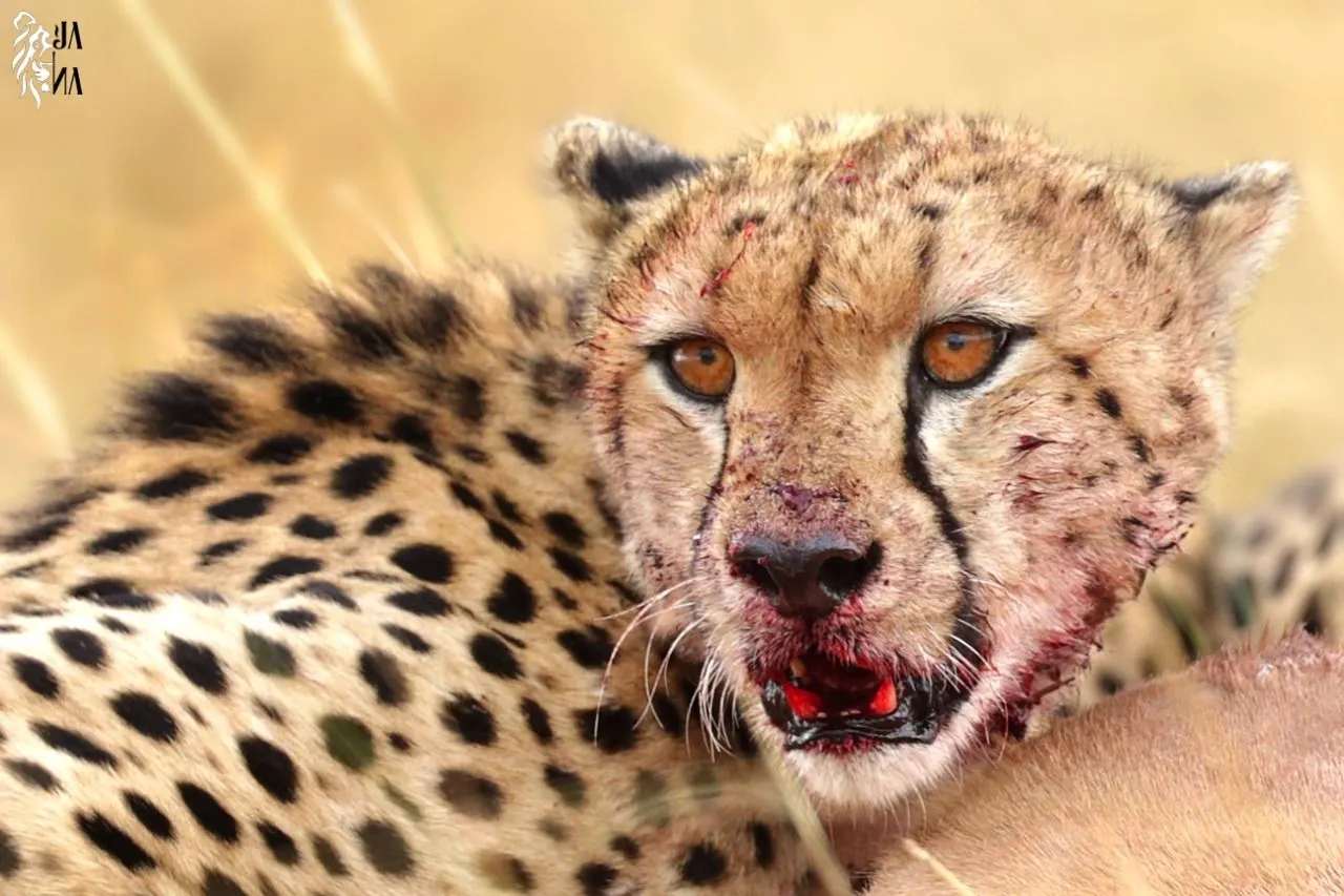 Cheetah with blood-marked face