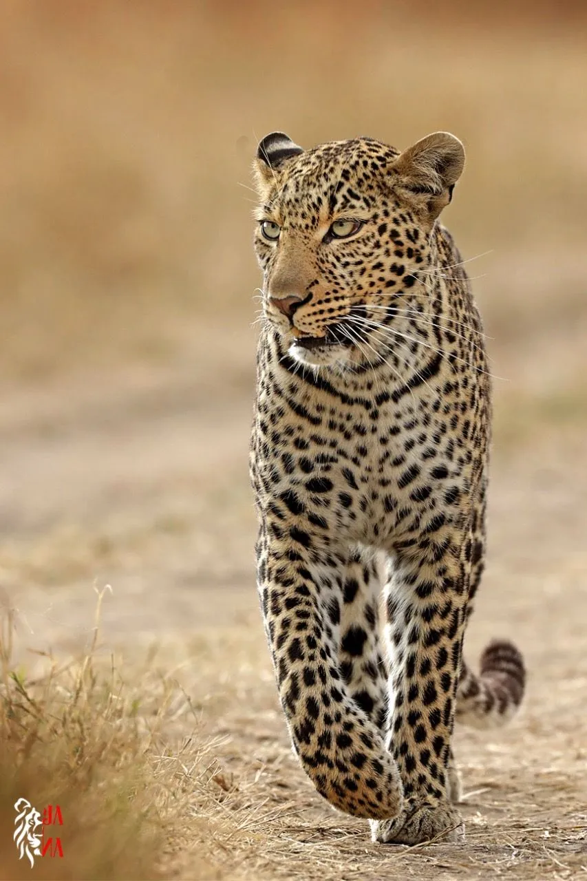 Leopard walking toward camera