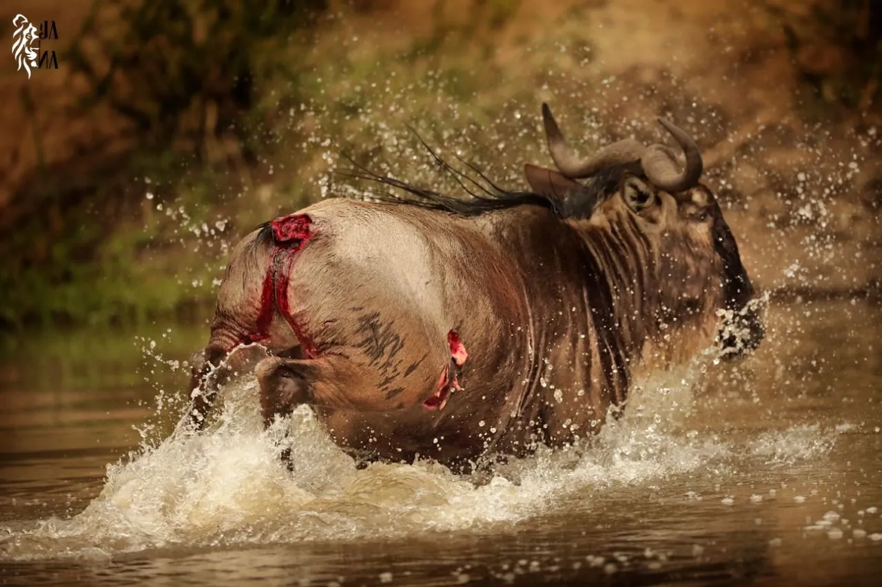 Wildebeest crossing the river