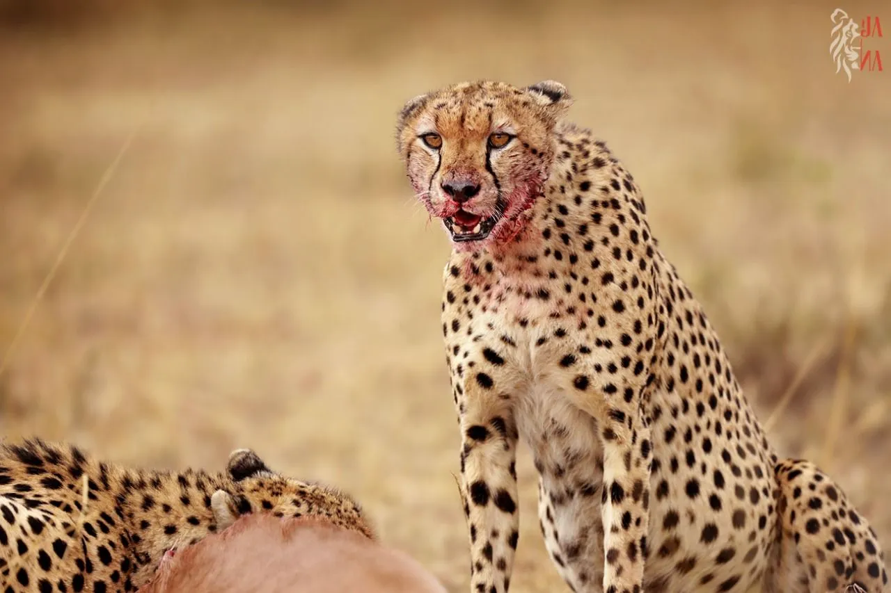 Cheetah beside the kill