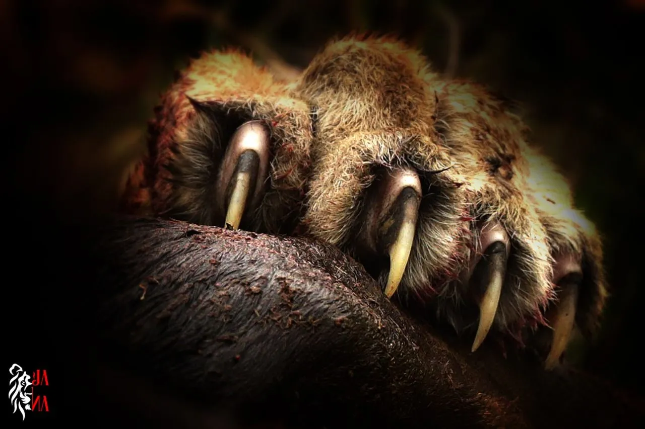 Lion paw on the carcass