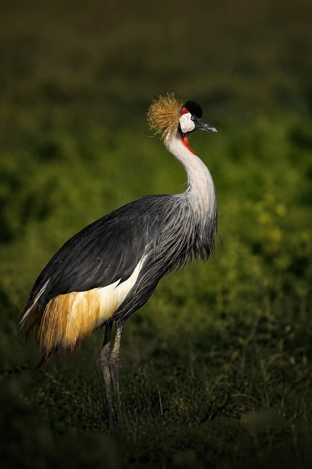 Crowned crane standing tall