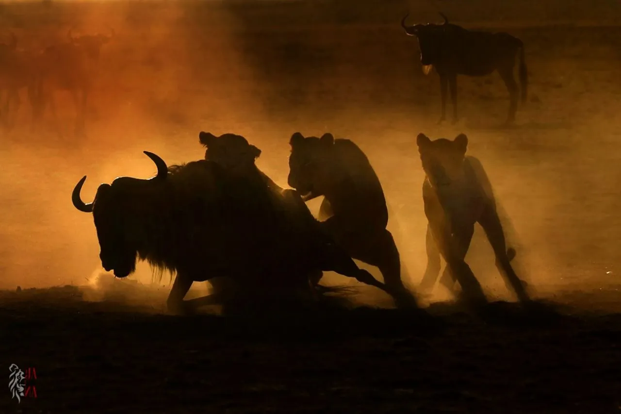 Lions at dusk