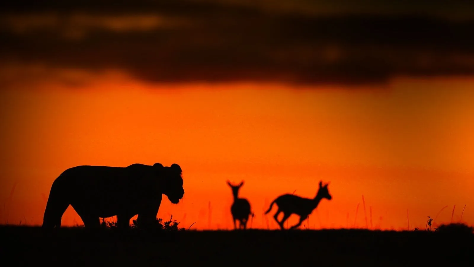Antelopes in sunset silhouette