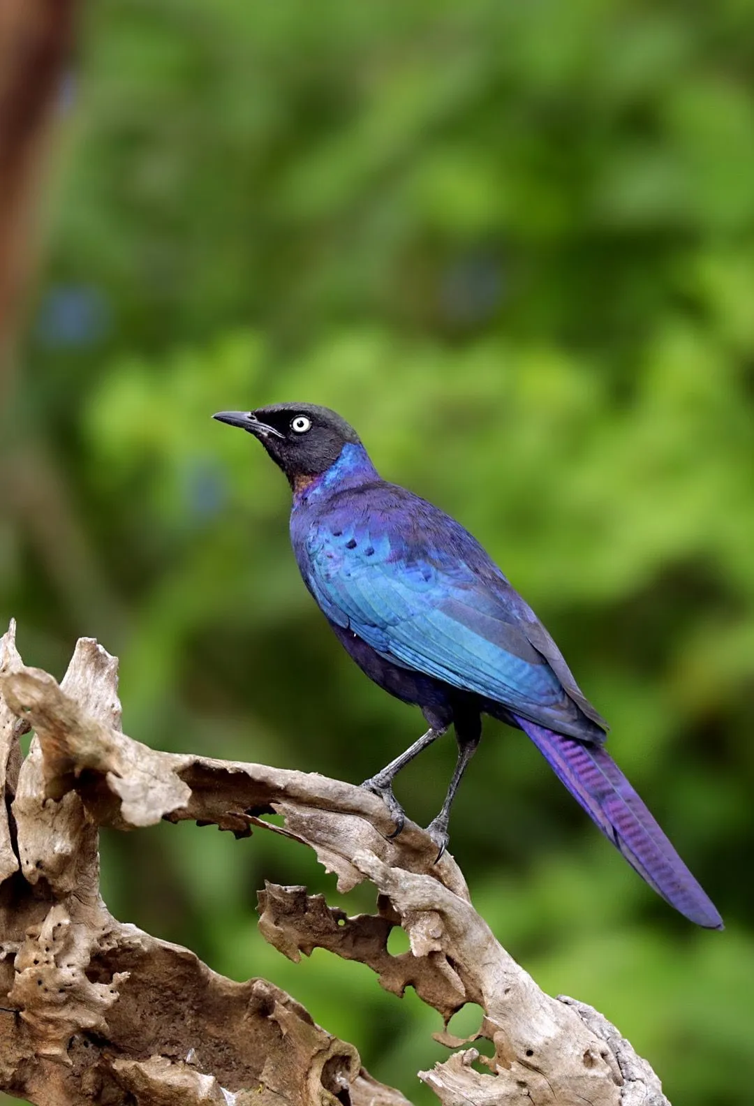 Cape glossy starling
