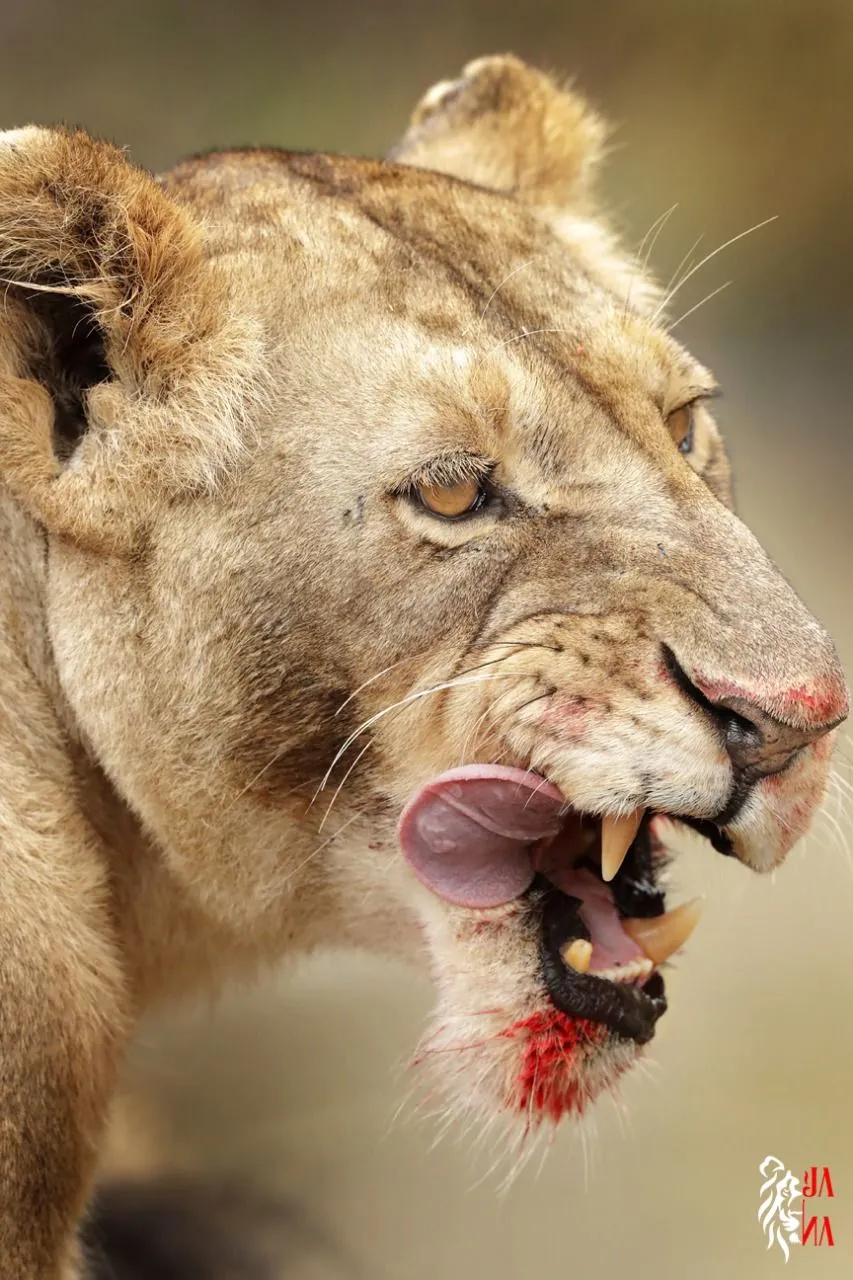 Lioness snarling