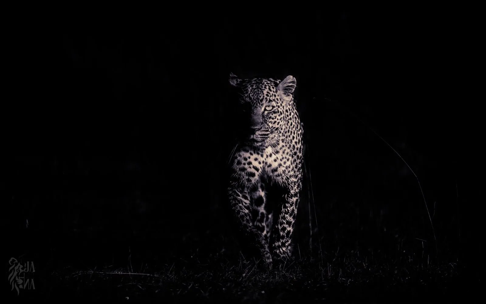 Leopard emerging from darkness