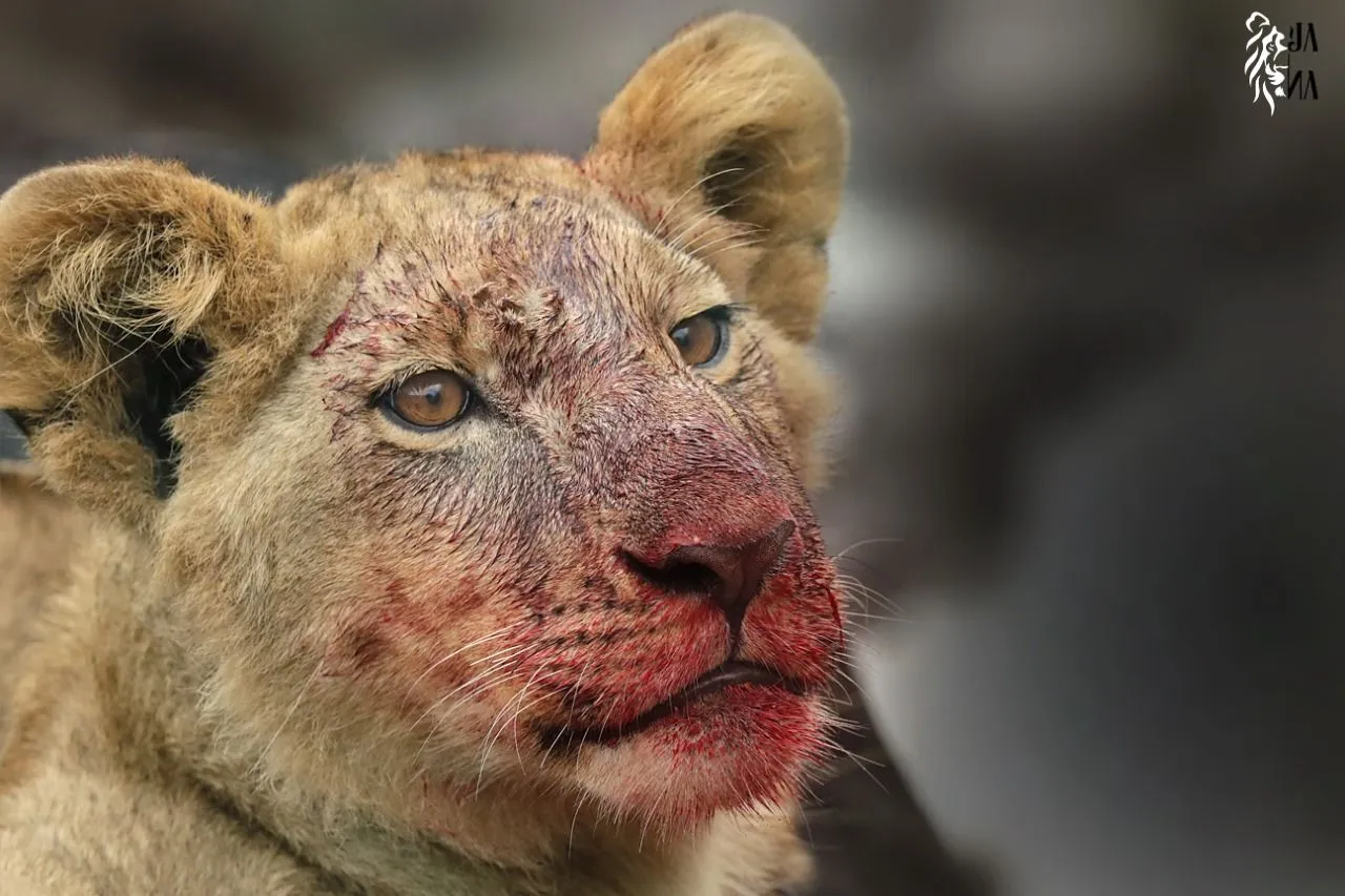Lioness looking ahead