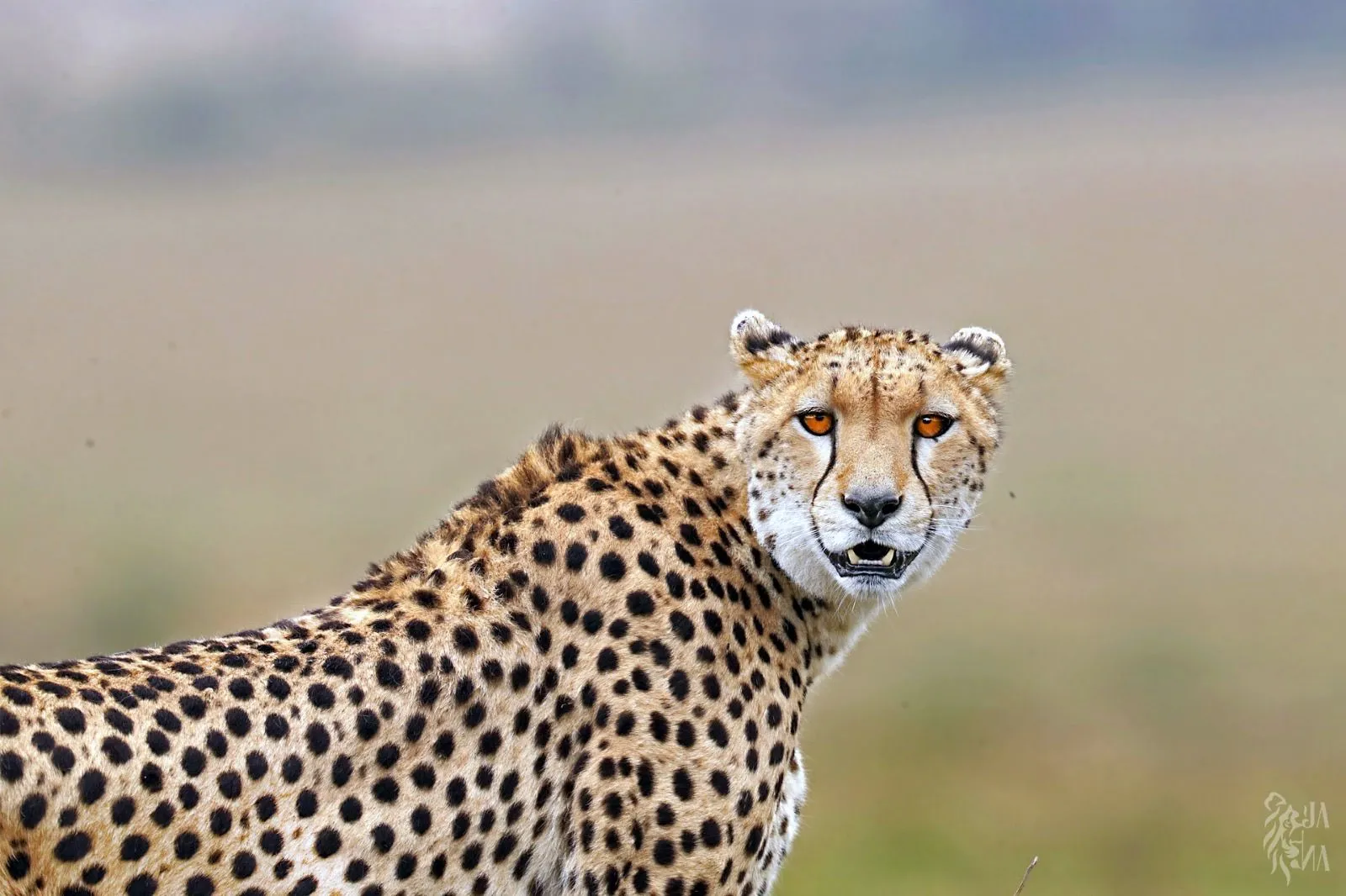 Cheetah alert in open country