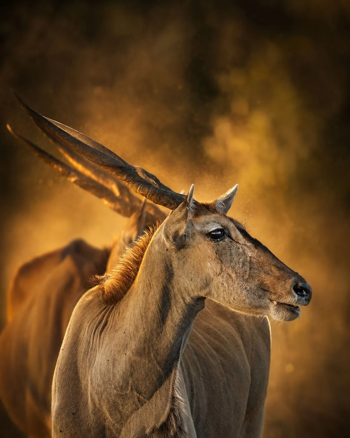 Eland in golden dust