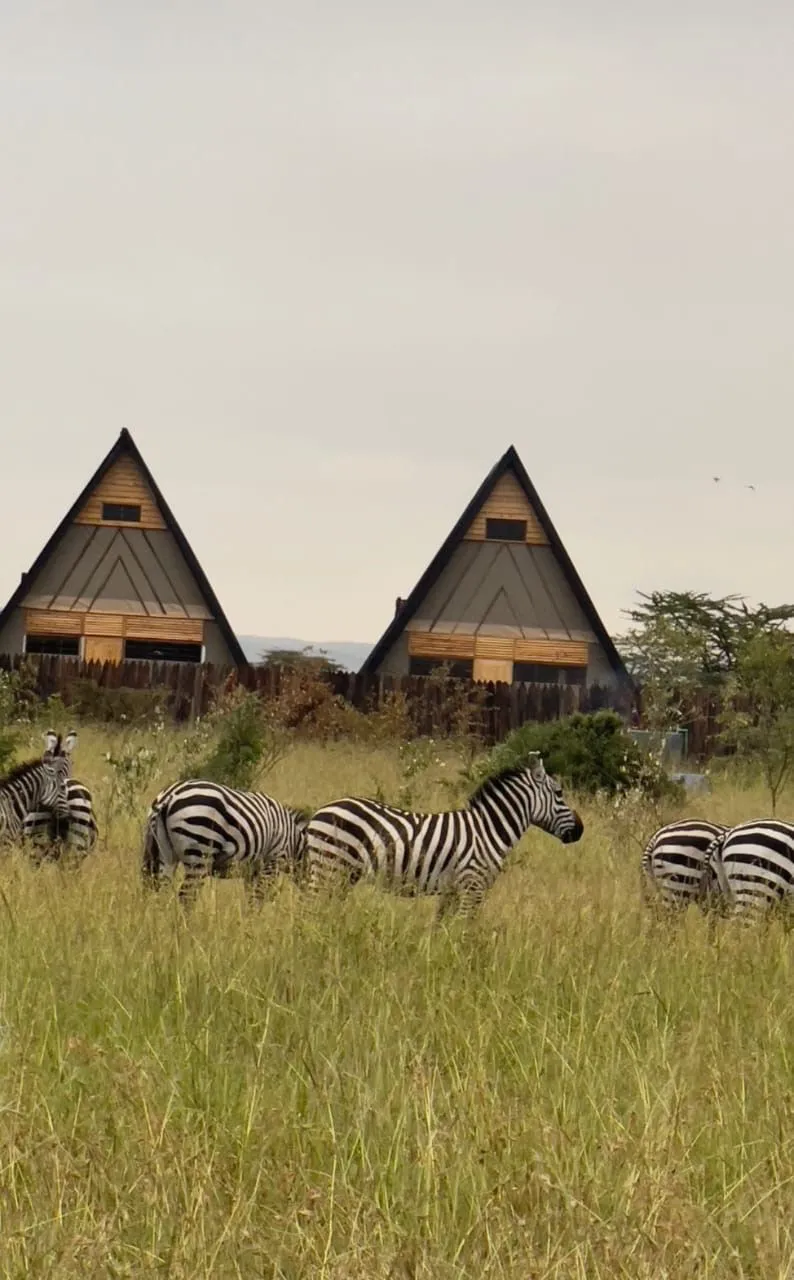Zebras before a tented camp