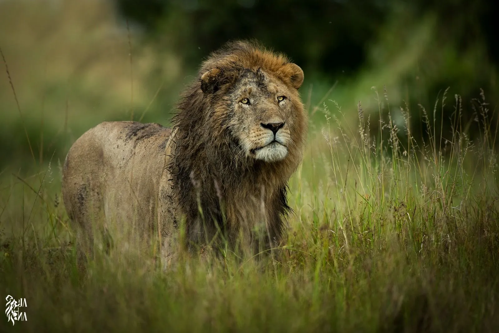 Male lion in tall grass