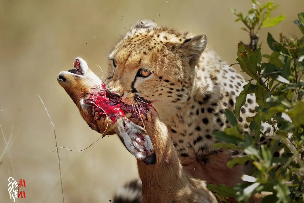 Cheetah carrying an antelope head
