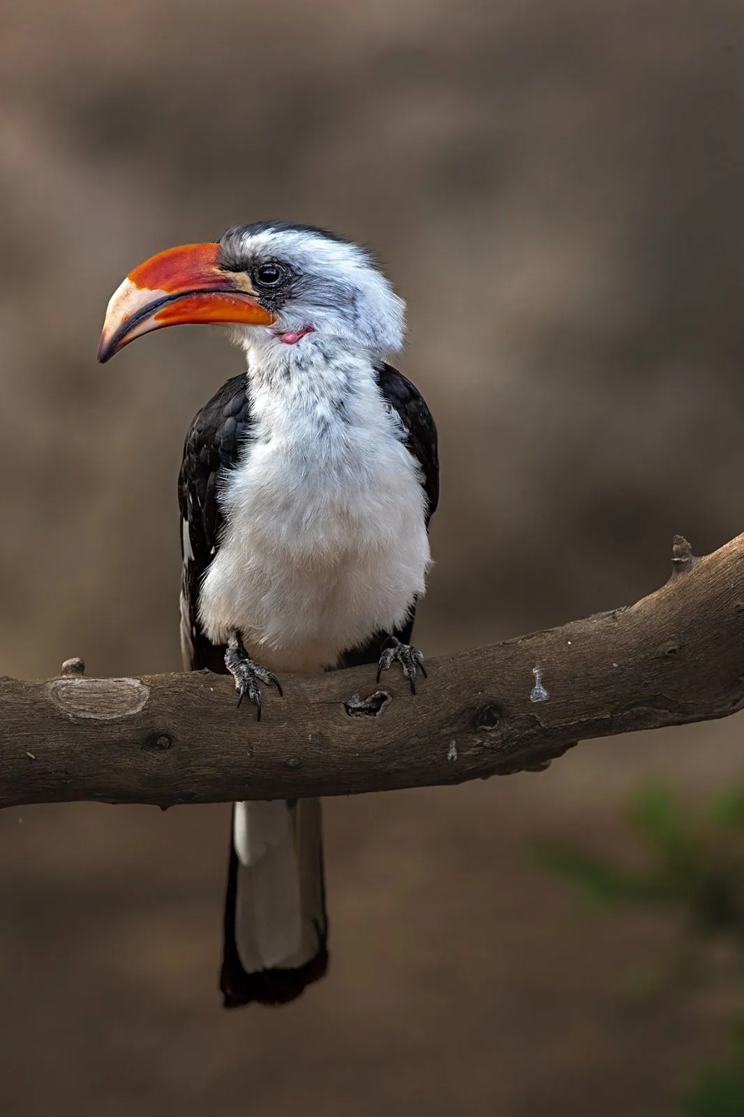 Hornbill in golden light