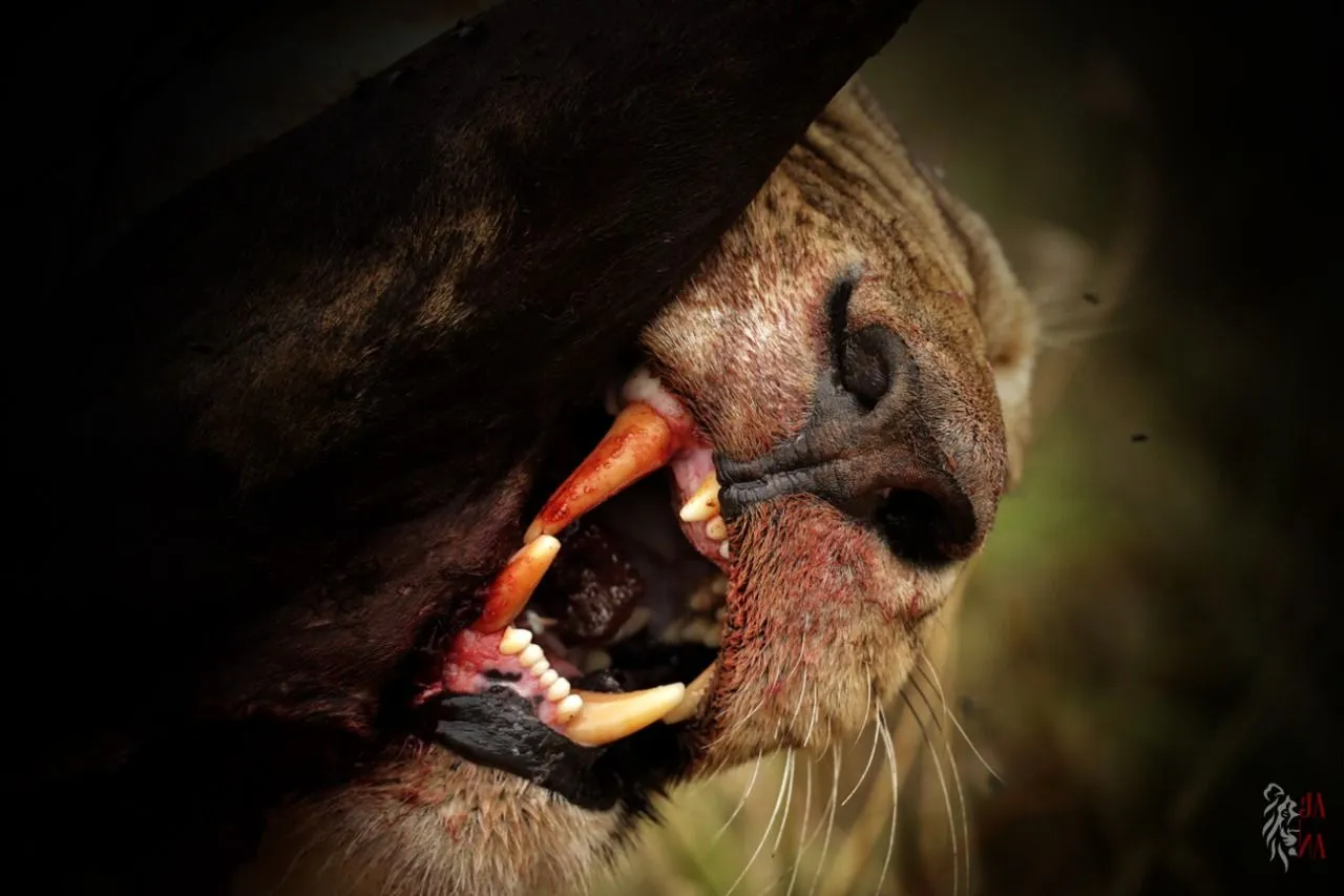 Lioness at nightfall