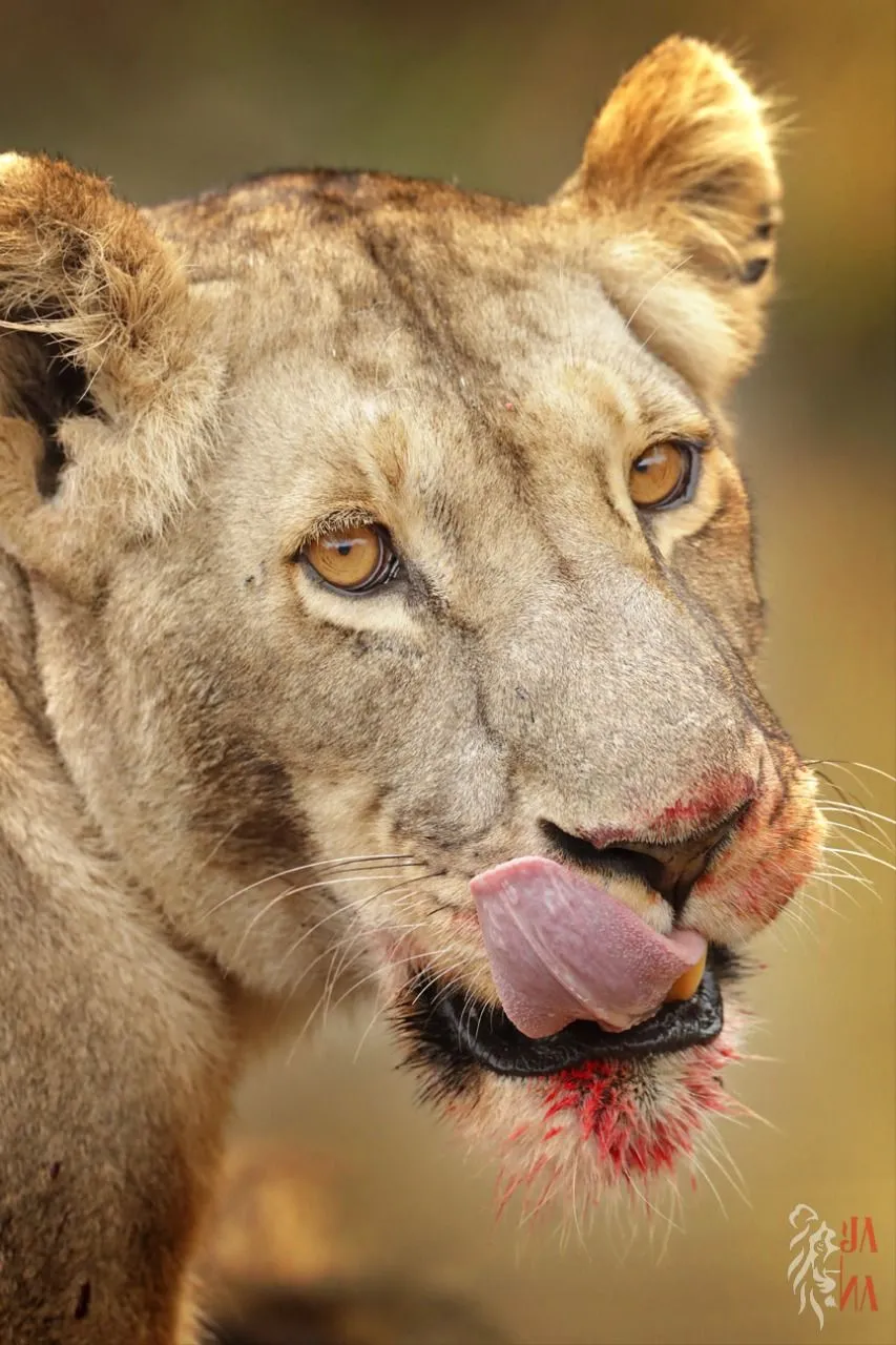 Lioness with tongue out