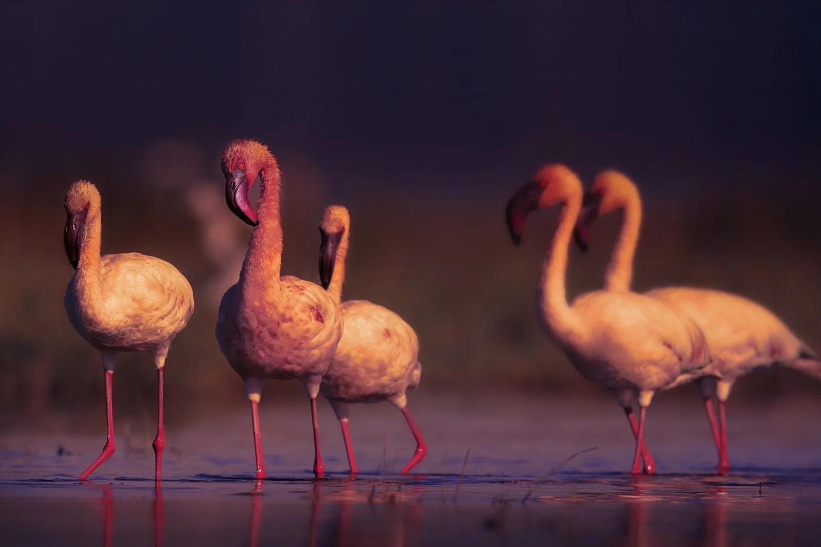 Flamingos at dawn